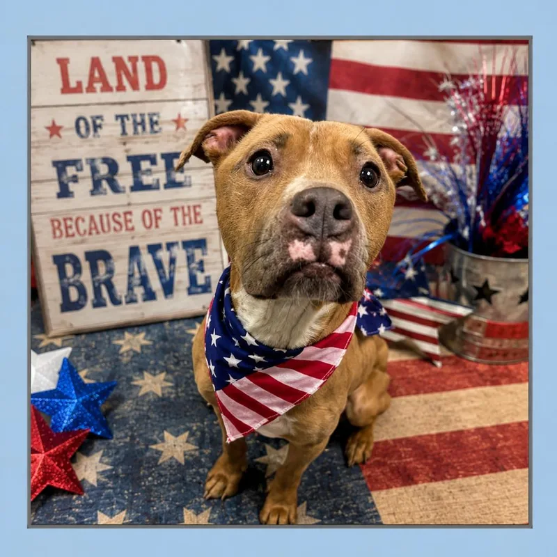 An adult medium-sized female Yellow / Tan / Blond / Fawn Mixed Breed dog named Noodle for adoption in Columbiana, AL