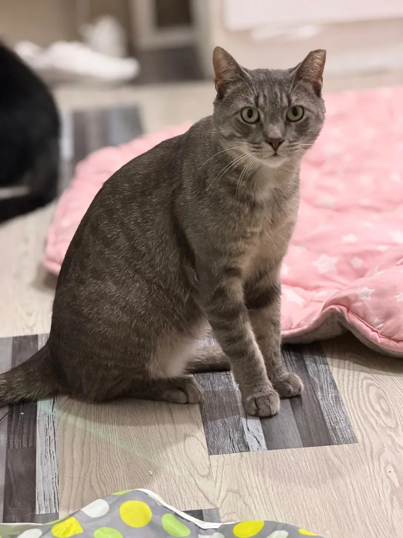 An adult large-sized male Domestic Short Hair cat named Kostas for adoption in Sudbury, MA