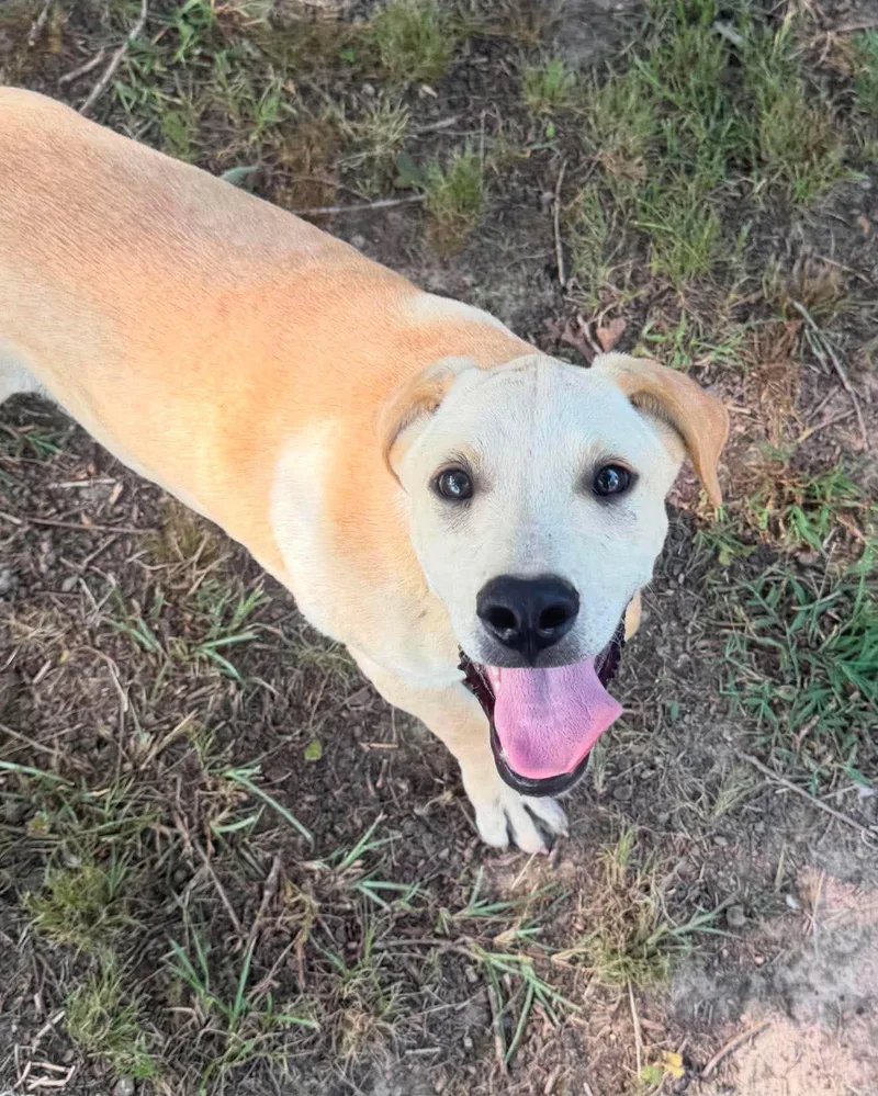 A baby medium-sized male Mixed Breed dog named Ford for adoption in Northwood, NH