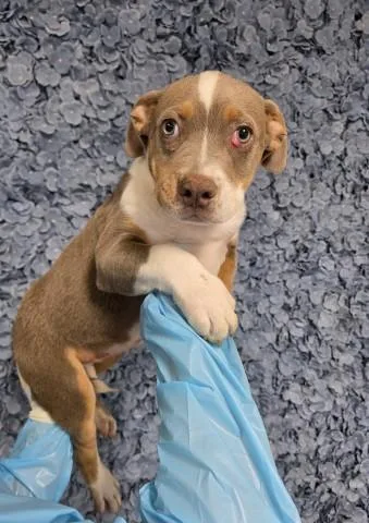 A baby small-sized male Pit Bull Terrier dog named Morgan for adoption in Bakersfield, CA