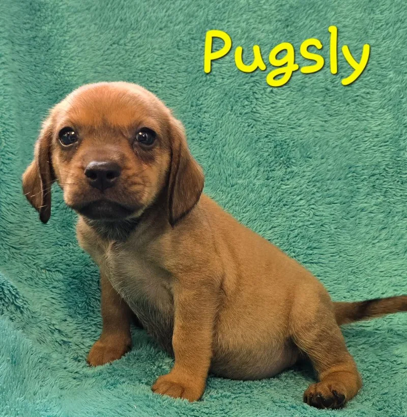 Pugsly thumbnail 3