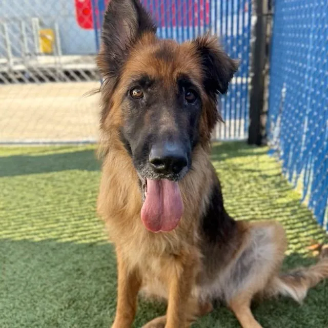 An adult large-sized female Brown / Chocolate German Shepherd Dog dog named Dakota for adoption in Long Beach, CA