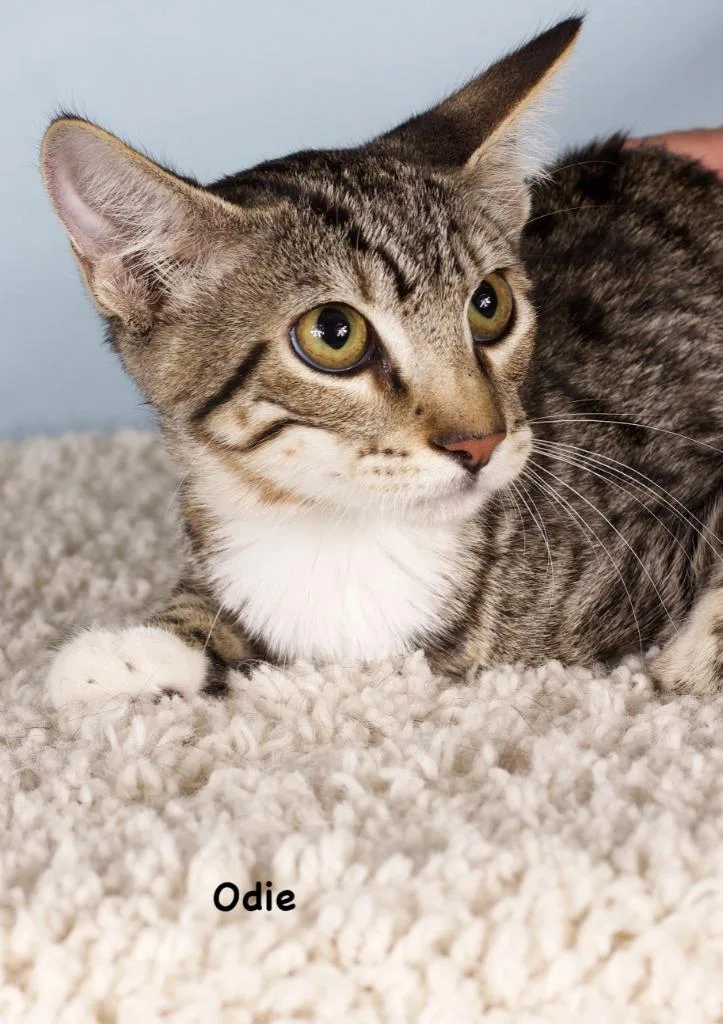 A baby small-sized male Domestic Short Hair cat named Odie for adoption in Gilbert, AZ