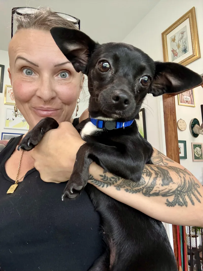 A young small-sized female Black Chihuahua dog named Goya for adoption in New Orleans, LA