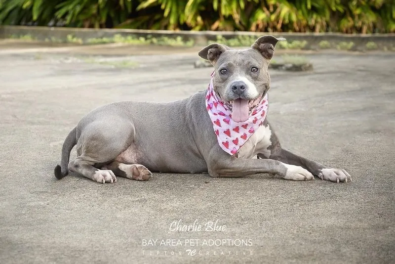 Charlie Blue thumbnail 3