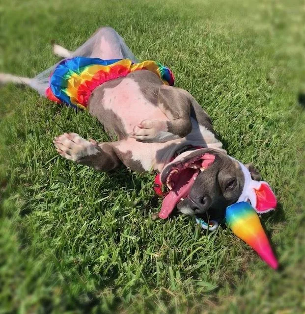 Charlie Blue thumbnail 4