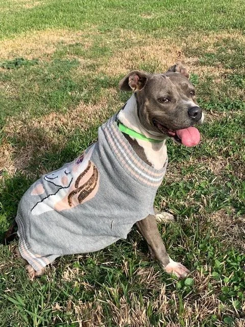 Charlie Blue thumbnail 6