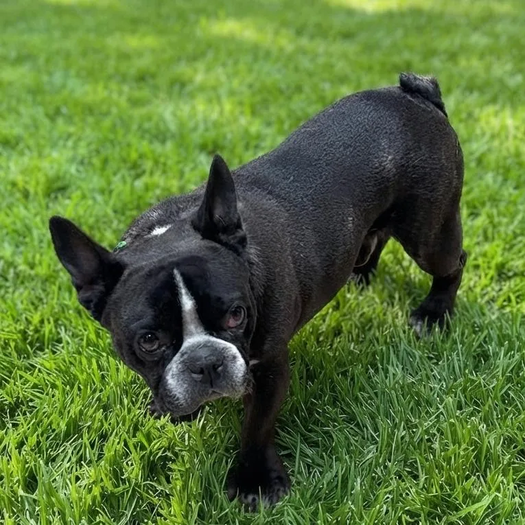 Samson
