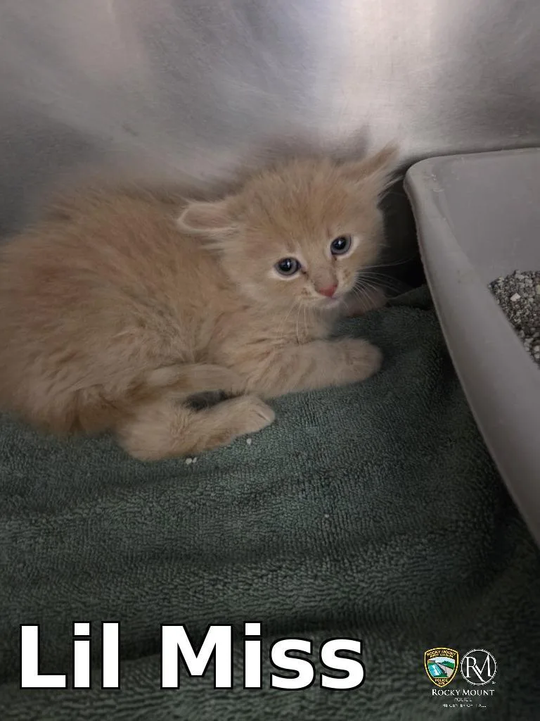 A baby medium-sized female Domestic Short Hair cat named Lil Miss for adoption in Rocky Mount, NC