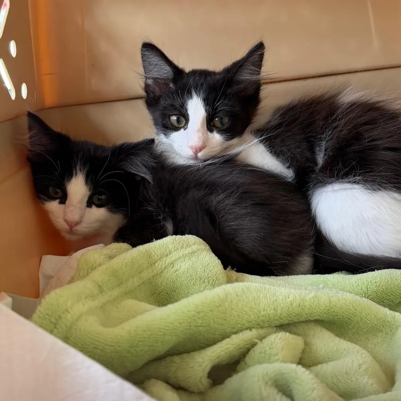 A baby small-sized female Black Domestic Long Hair cat named Powder for adoption in Simi Valley, CA