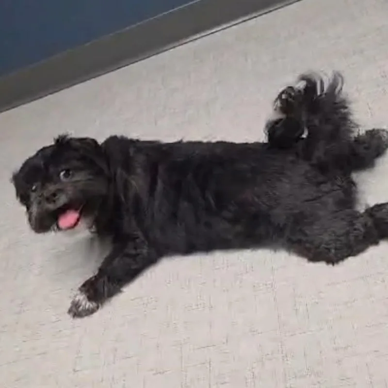 Chewy