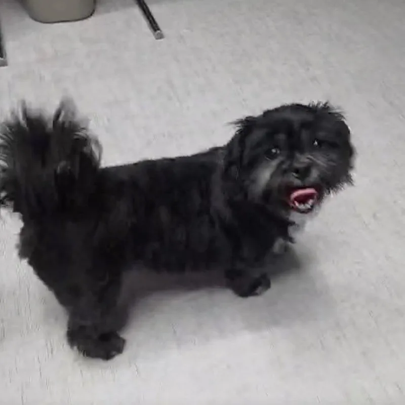 Chewy thumbnail 6