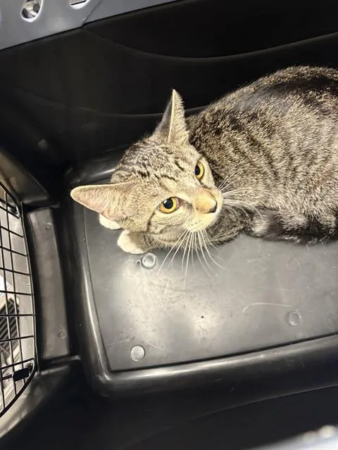 A young small-sized female Domestic Short Hair cat named Pocus for adoption in Minneapolis, MN
