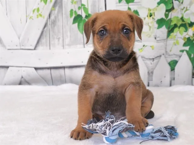 A baby small-sized male German Shepherd Dog dog named Beau for adoption in Oroville, CA