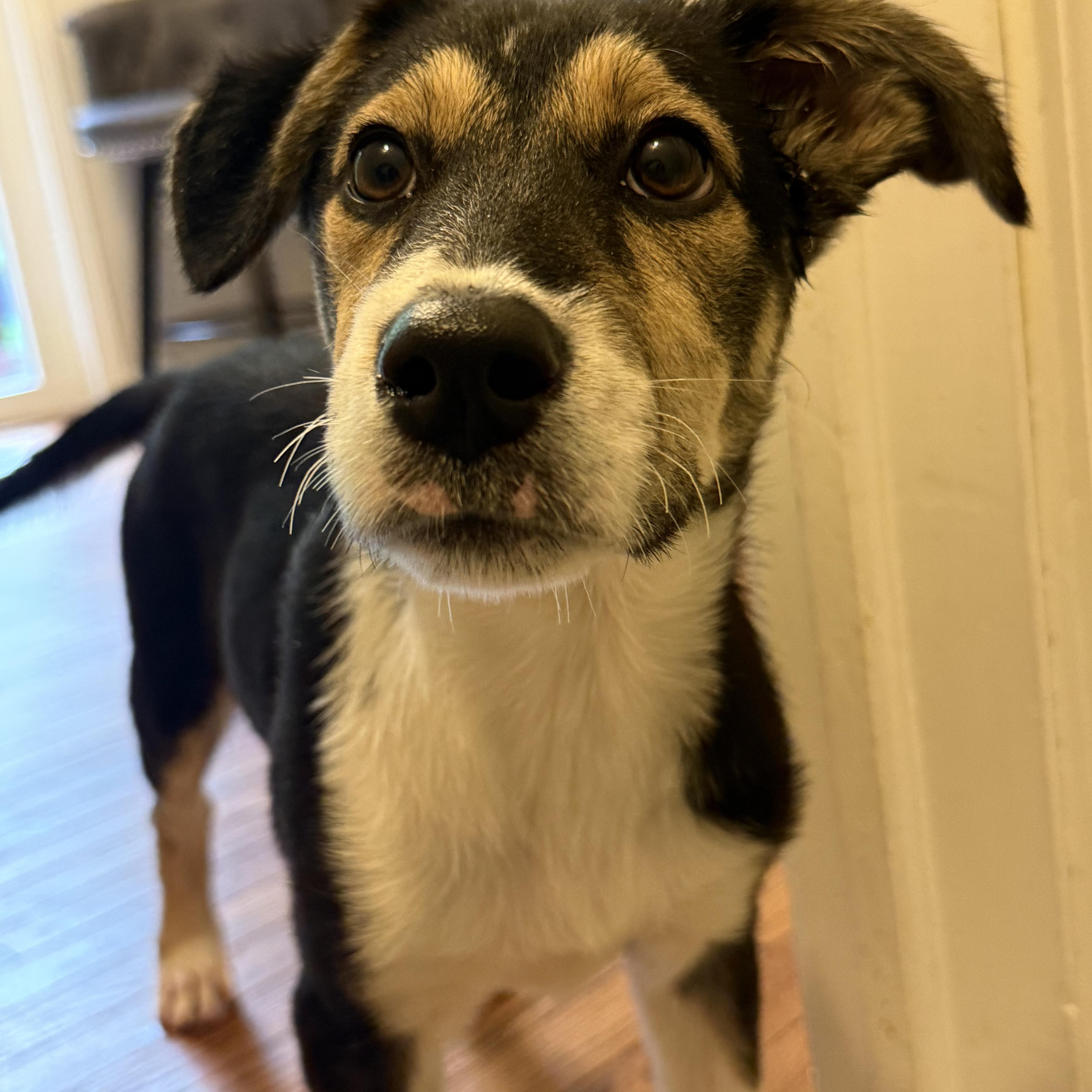 A baby medium-sized female Mixed Breed dog named Michelin for adoption in PLAINFIELD, CT