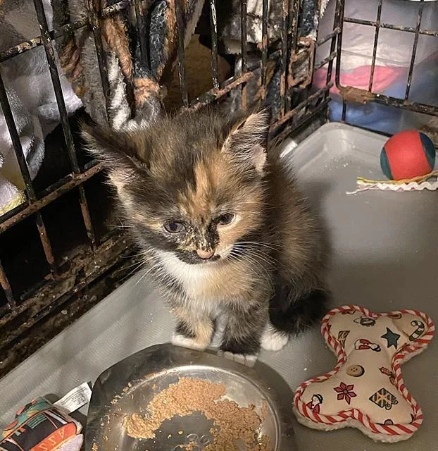 A baby small-sized female Domestic Short Hair cat named Tulip for adoption in Sacramento, CA