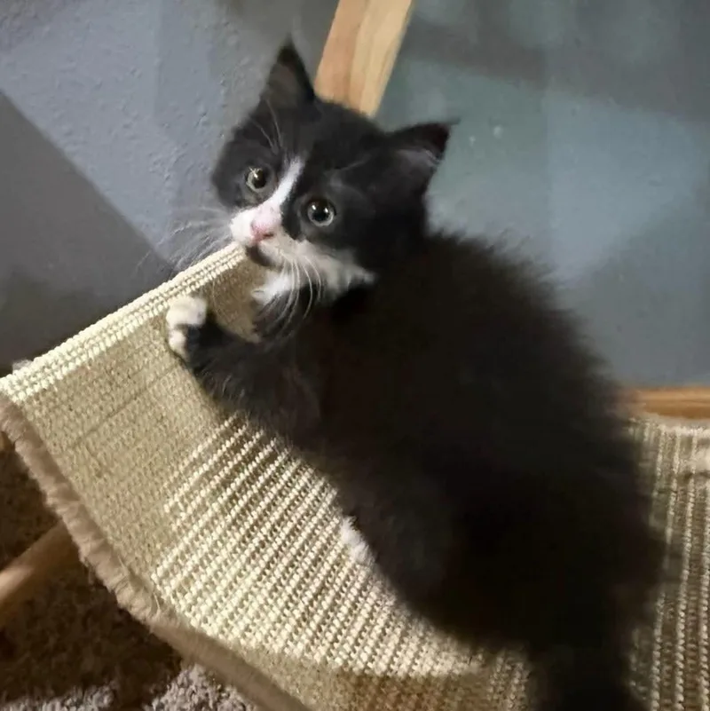 A baby medium-sized female Black Domestic Long Hair cat named Canon for adoption in Sioux City, IA