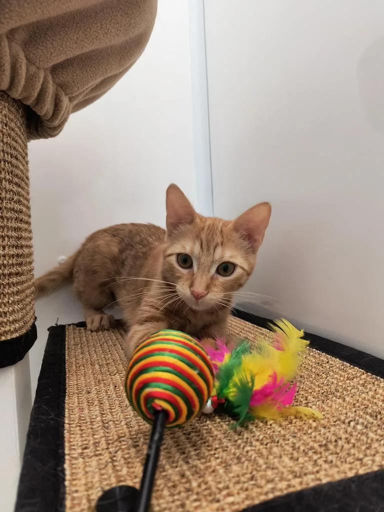 A baby small-sized female Domestic Short Hair cat named Iridessa for adoption in Detroit, MI