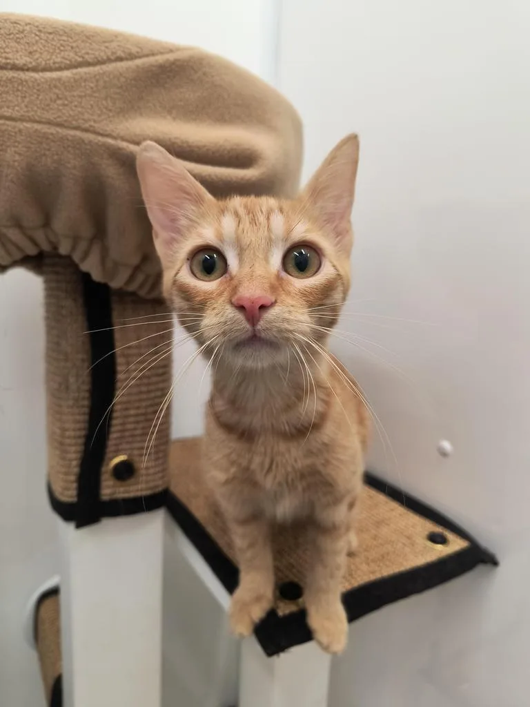 Iridessa thumbnail 5