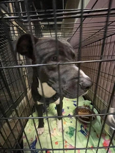 An adult large-sized male Pit Bull Terrier dog named Baxter for adoption in Mobile, AL