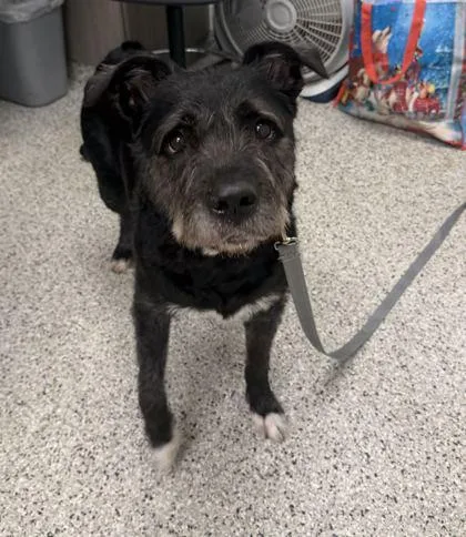 An adult large-sized female Black Mixed Breed dog named Annona for adoption in Kansas City, MO