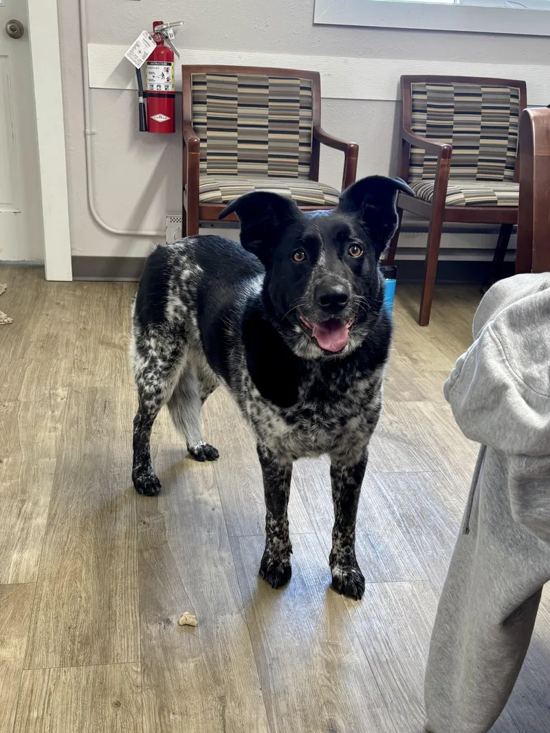 An adult medium-sized female Black Australian Cattle Dog / Blue Heeler dog named Millie for adoption in Jamestown, ND