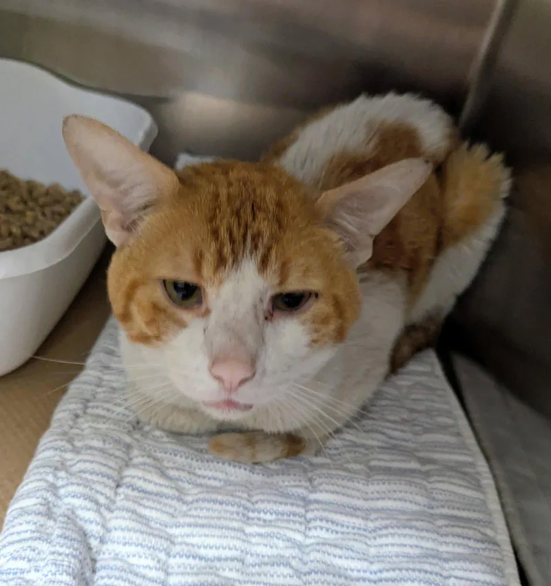 An adult medium-sized male Orange & White Domestic Short Hair cat named Hunky Hank TAS for adoption in Trenton, NJ