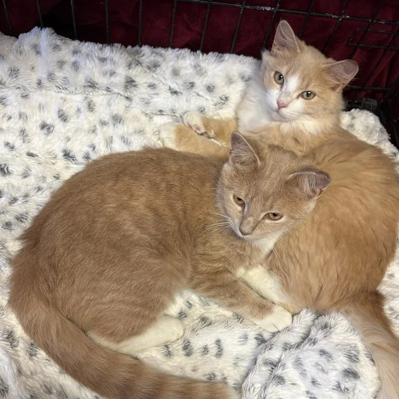 A baby medium-sized male Orange & White Domestic Long Hair cat named O'Ryan for adoption in Panama City Beach, FL