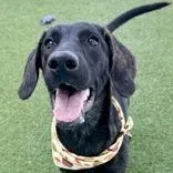 A young medium-sized female Black Hound dog named Mabel for adoption in Tampa, FL