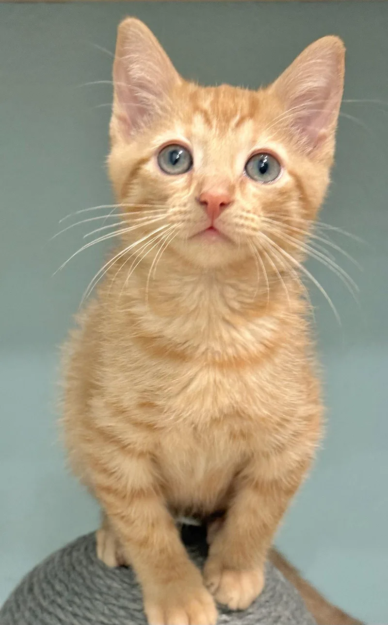A baby medium-sized male Orange / Red Domestic Short Hair cat named Rufio for adoption in Oviedo, FL