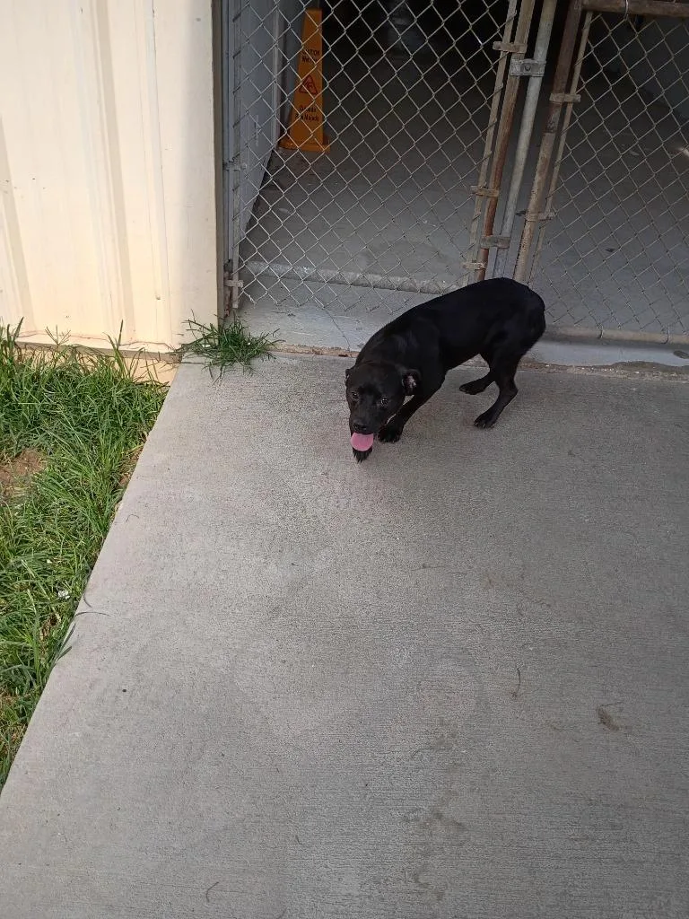 A baby small-sized female Labrador Retriever dog named Jelly for adoption in Albany, GA