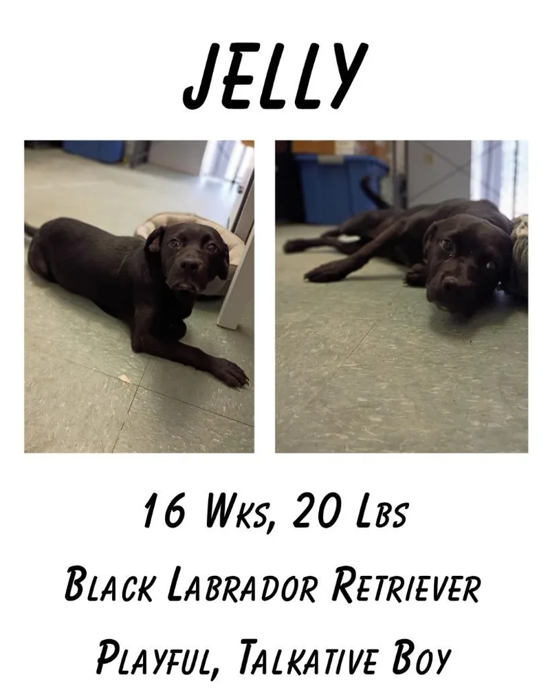 Jelly thumbnail 4