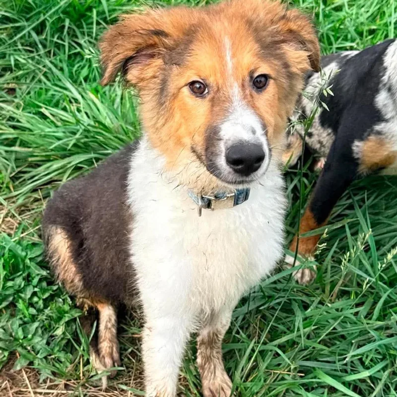 A baby medium-sized male Black Collie dog named Holmes for adoption in Hackett, AR