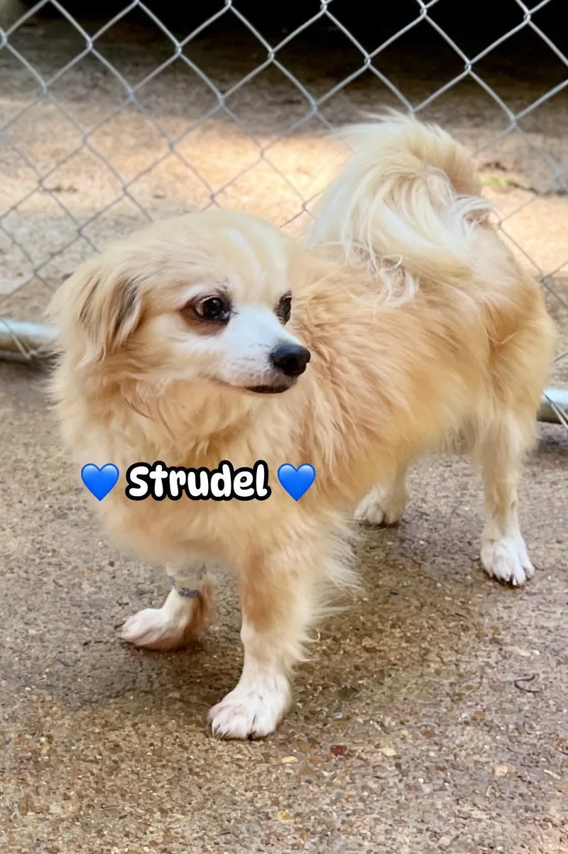 Strudel thumbnail 2