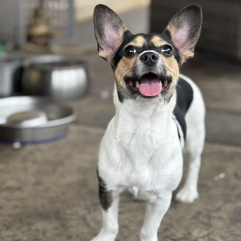 Ms. Gorgeous Roxy