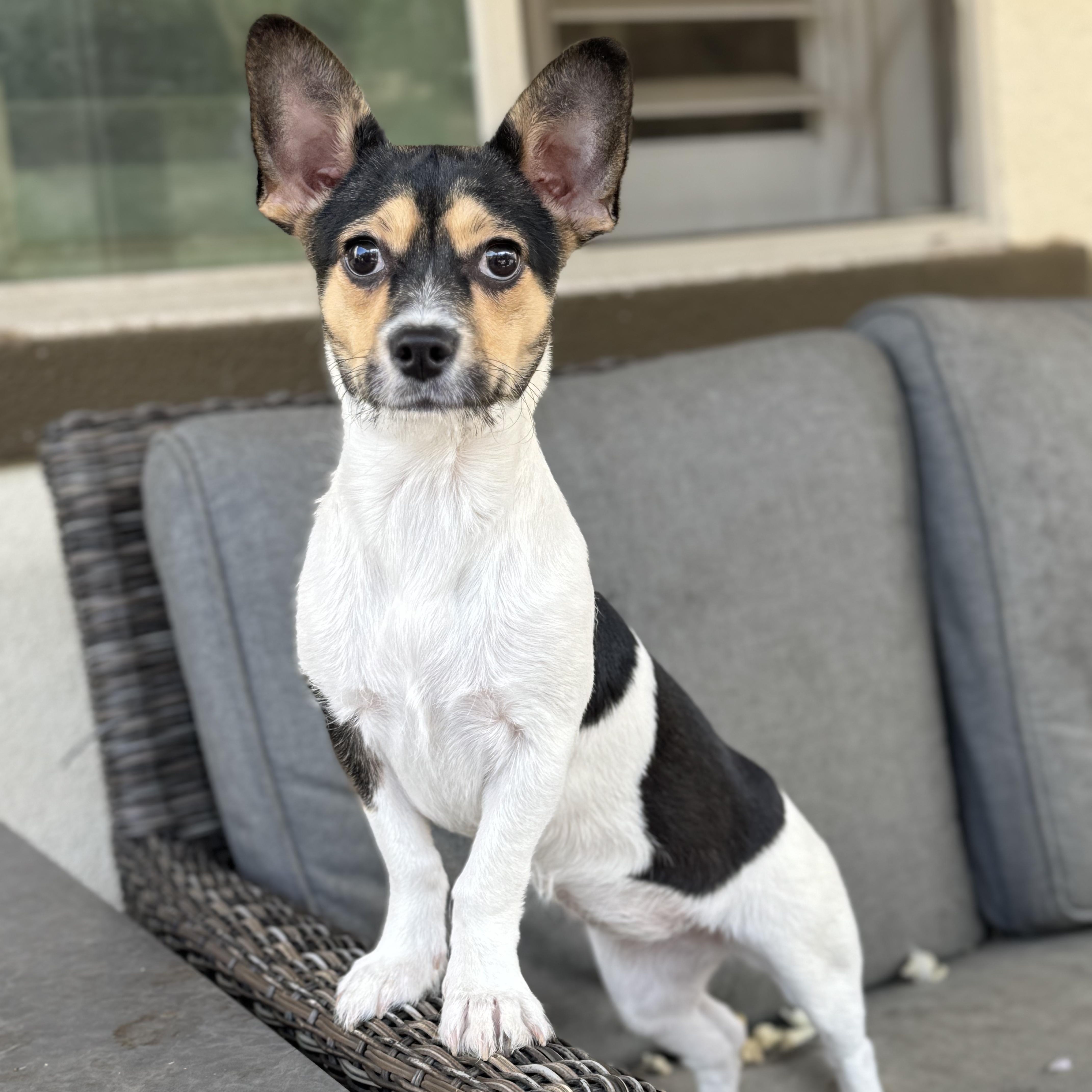 Ms. Gorgeous Roxy thumbnail 2