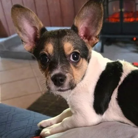 Ms. Gorgeous Roxy thumbnail 3