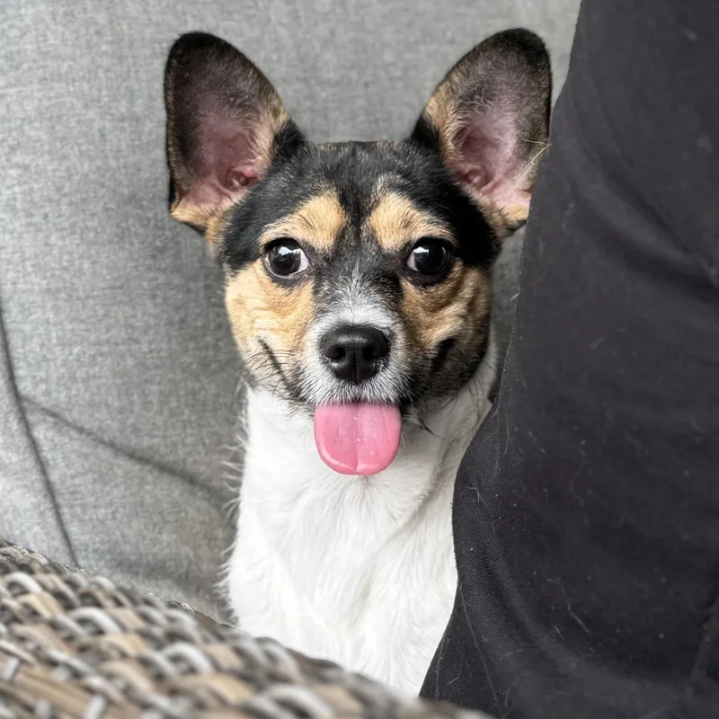 Ms. Gorgeous Roxy thumbnail 4