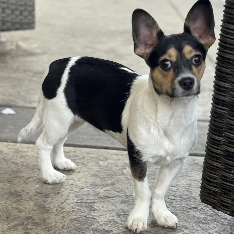 Ms. Gorgeous Roxy thumbnail 5