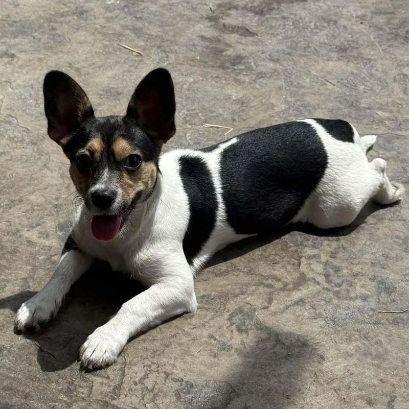 Ms. Gorgeous Roxy thumbnail 6