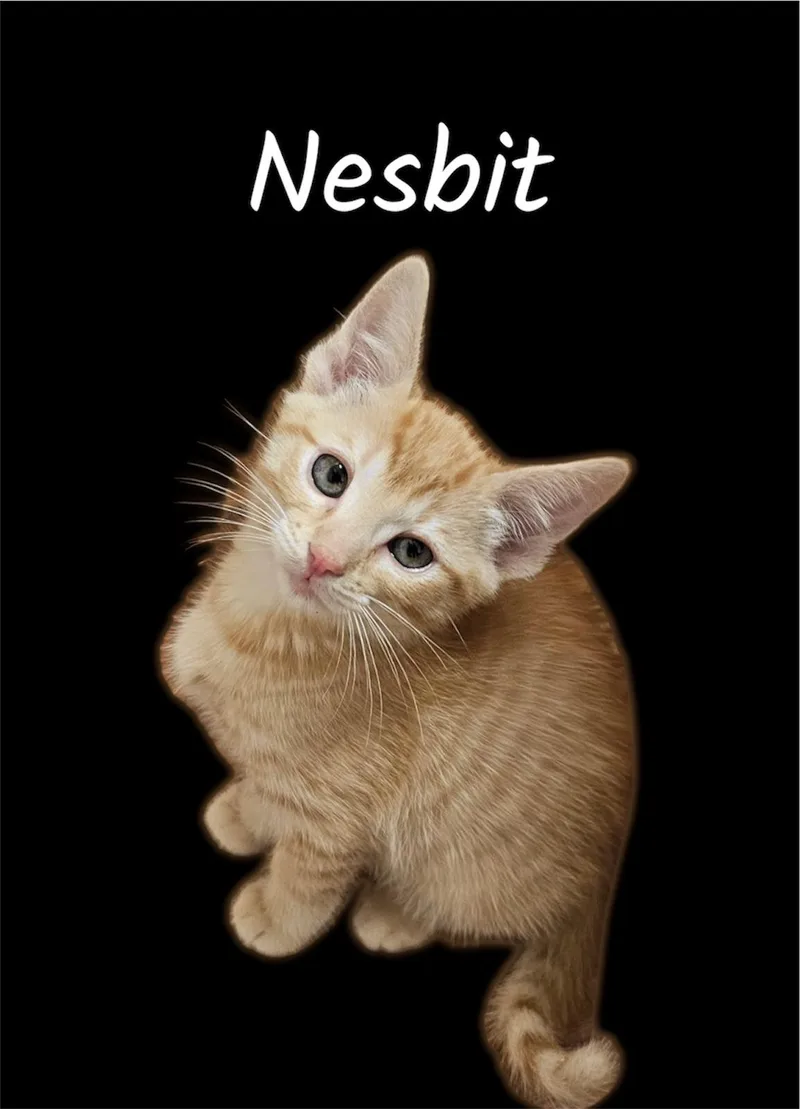A baby small-sized male Tabby (Orange / Red) Domestic Short Hair cat named Nesbit for adoption in Auburn, CA