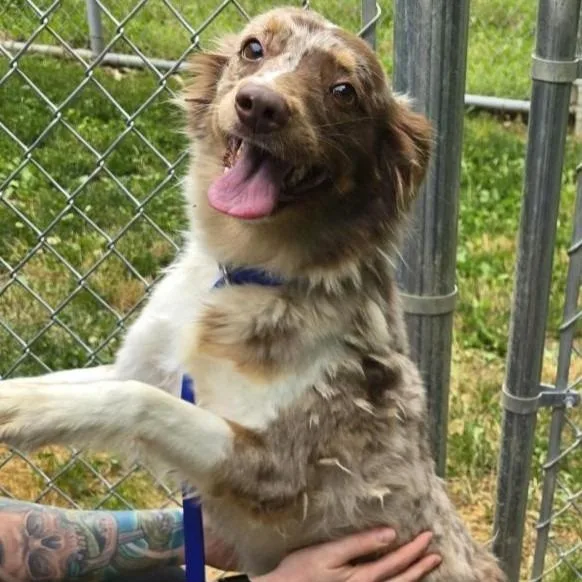 A young medium-sized female Merle (Red) Australian Shepherd dog named Muffin for adoption in Prince Frederick, MD