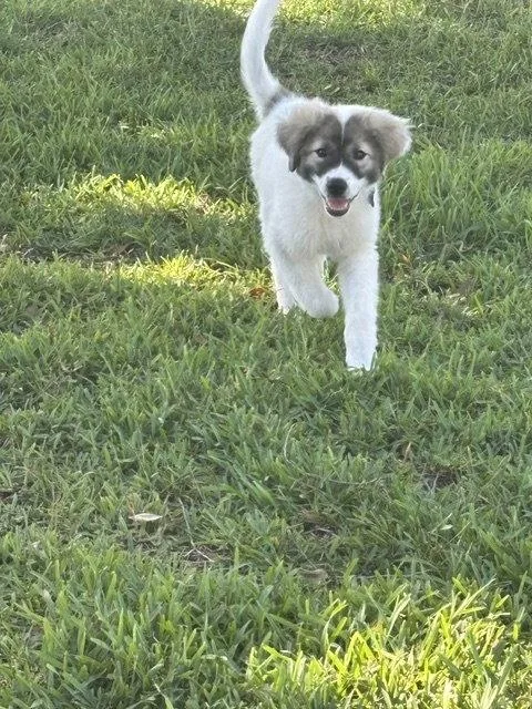A baby large-sized female Great Pyrenees dog named Scarlet Begonia for adoption in Alpharetta, GA
