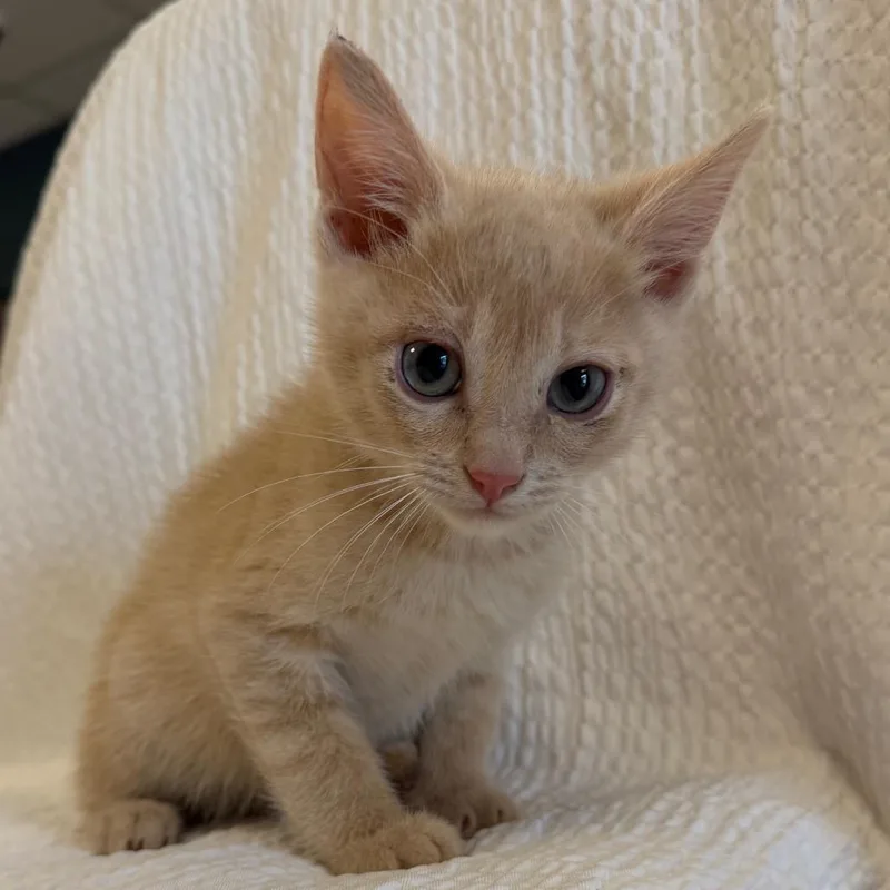 A baby small-sized male Cream / Ivory Domestic Short Hair cat named Shrek for adoption in Cody, WY