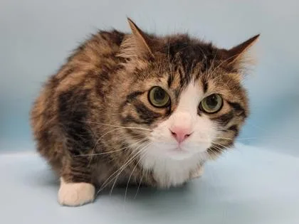 An adult small-sized male Domestic Medium Hair cat named Dash for adoption in Coon Rapids, MN