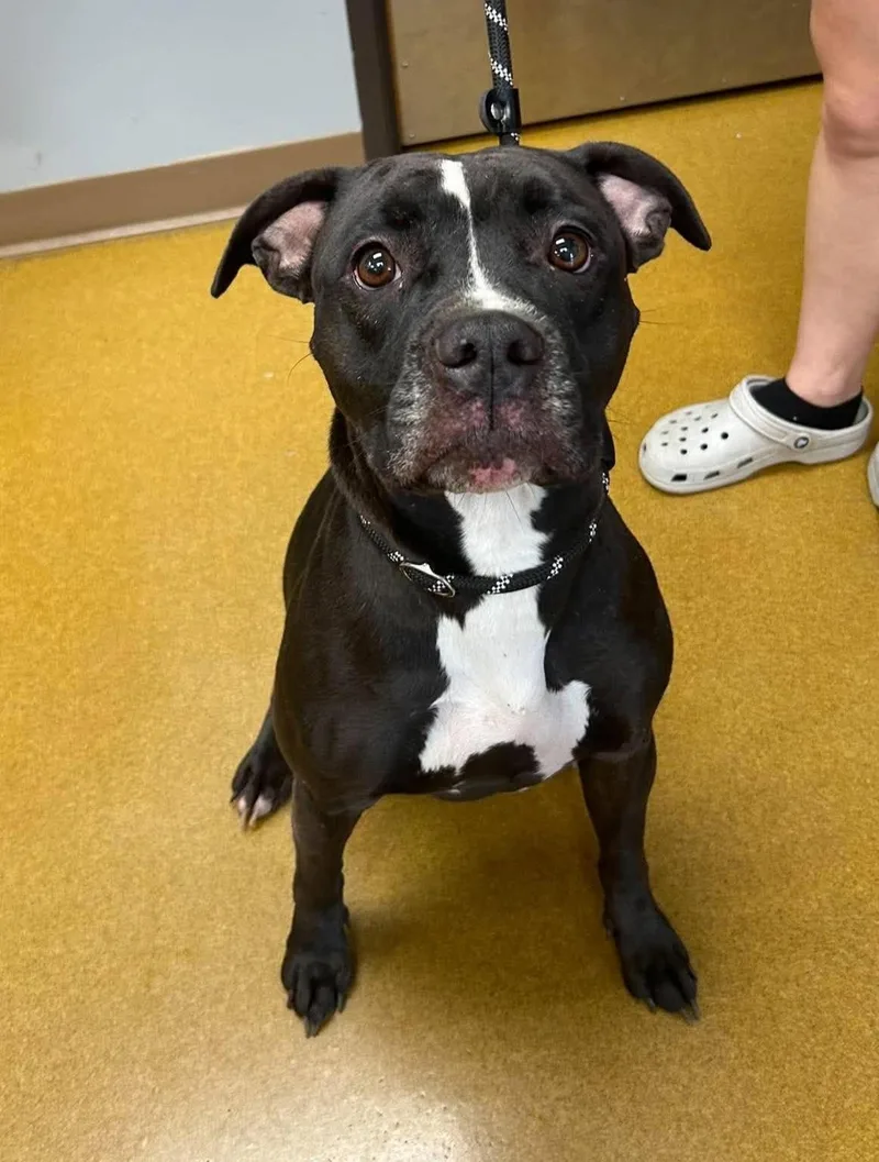 An adult medium-sized female Black Pit Bull Terrier dog named Maple for adoption in Maryville, MO