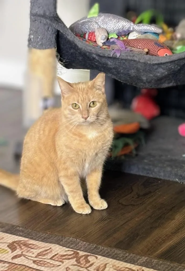 An adult medium-sized female Orange & White Domestic Short Hair cat named Druid for adoption in Pearland, TX