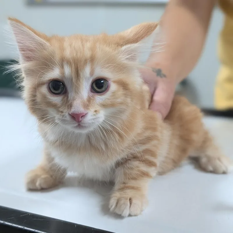 A baby small-sized male Domestic Long Hair cat named Fluffy for adoption in Canton, IL