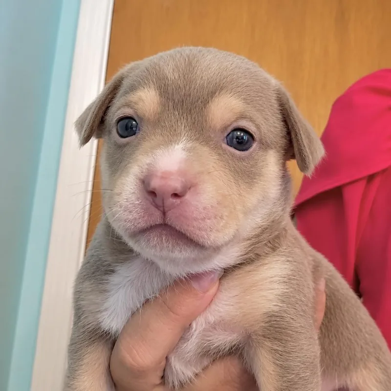 A baby small-sized female Brown / Chocolate Chihuahua dog named Summer for adoption in Tampa, FL
