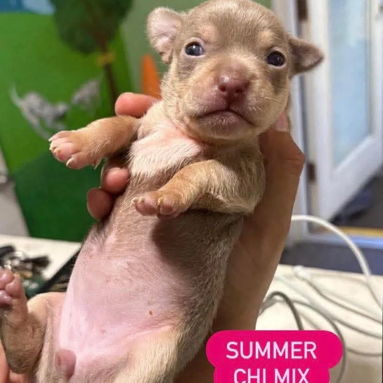 Summer thumbnail 2